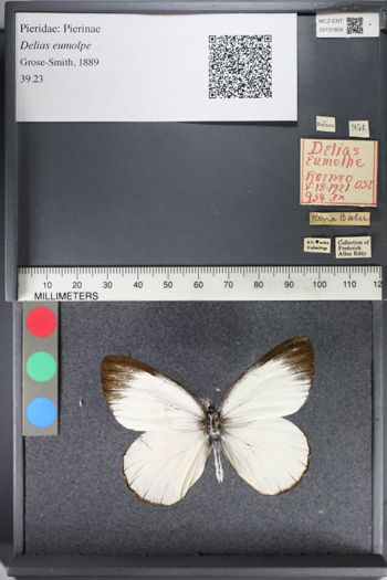 Media type: image;   Entomology 131809